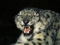 snow leopard.JPG